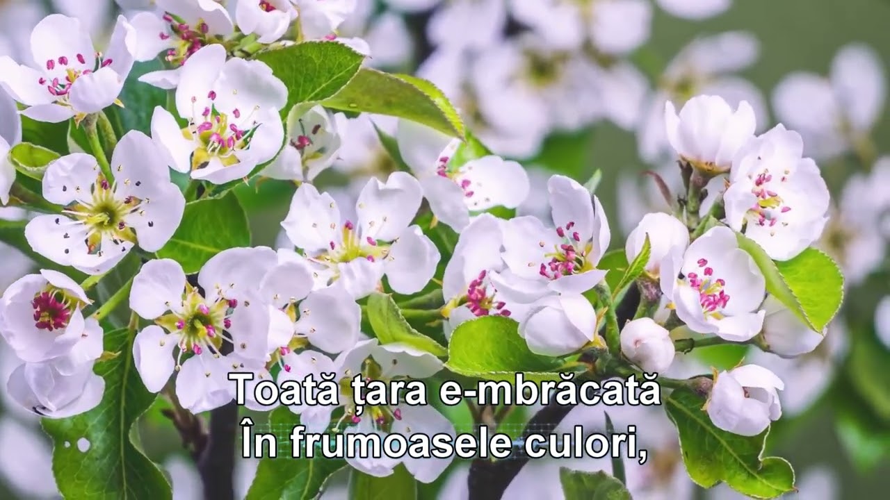 Primavara bine ai venit-Gm