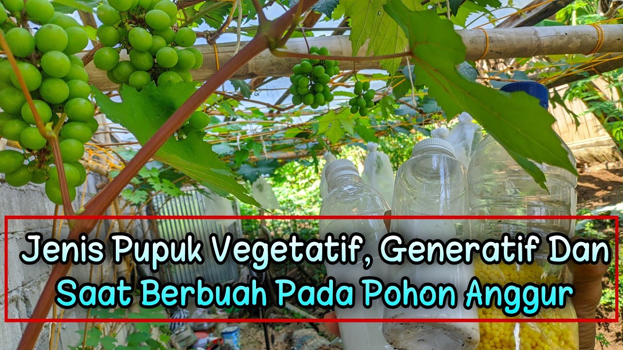 Cara pupuk pohon anggur di fase vegetatif generatif dan saat berbuah
