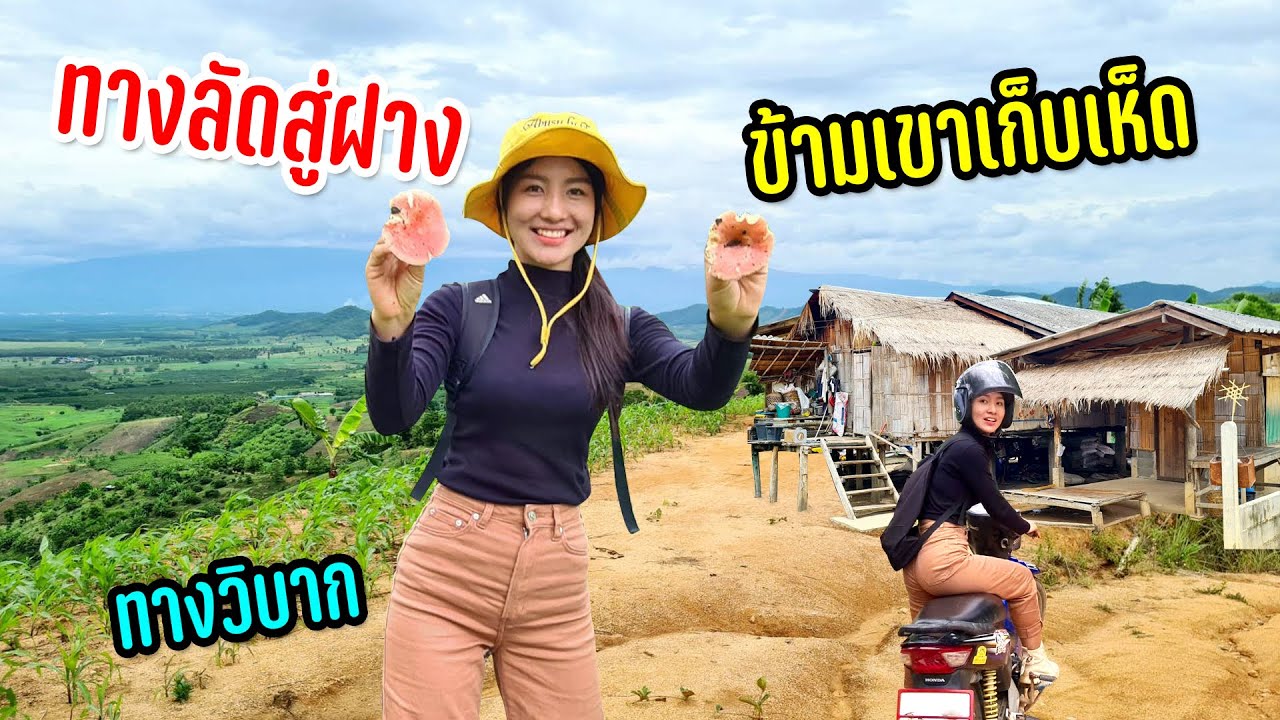 สาวอาข่าพาเลาะสู่ฝางเส้นทางโหดไหล่ถนนชำรุดน้ำกัดเซาะพังผ่านบ้านลาหู่เจอชาวบ้านเก็บเห็ด #วิถีฤดูฝน45