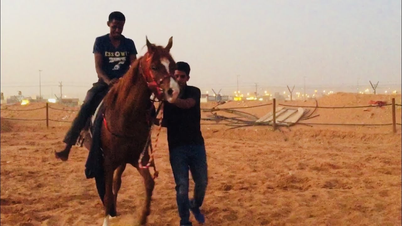 عسف المهرة 