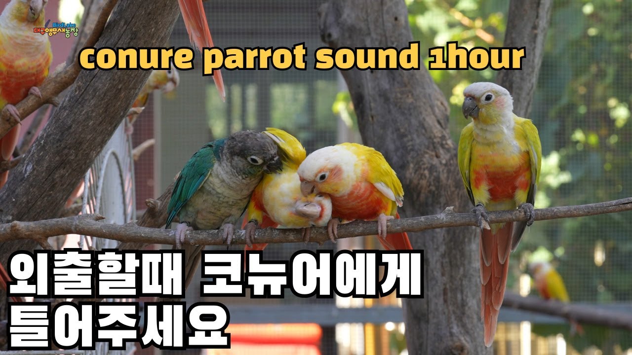 외출할때 집에 있는 코뉴어들에게 친구들의 이야기를 들려주세요 When you go out, tell your friends' stories to the Conure at home