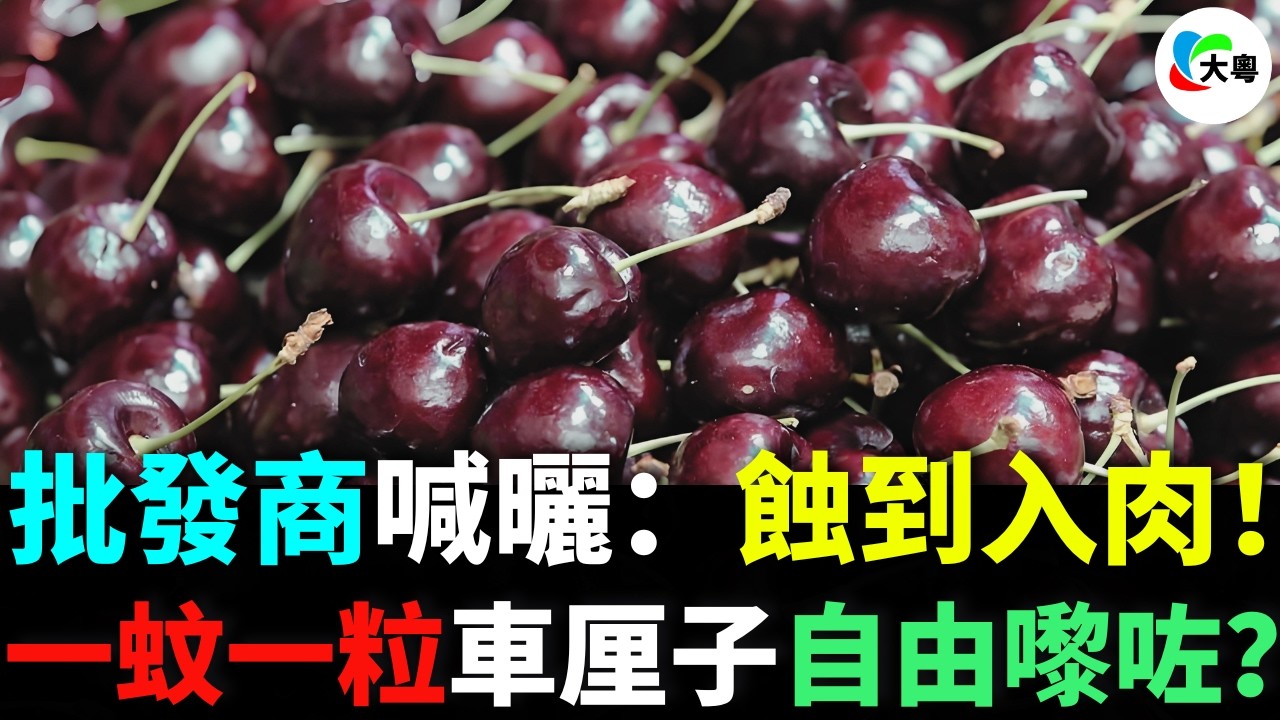 車厘子大劈價！三折跳樓價！批發商喊曬：蝕到入肉！車厘子自由真系嚟左？壹斤$30！但真相系……今年唔買就笨喇？定系資本大陷阱？！