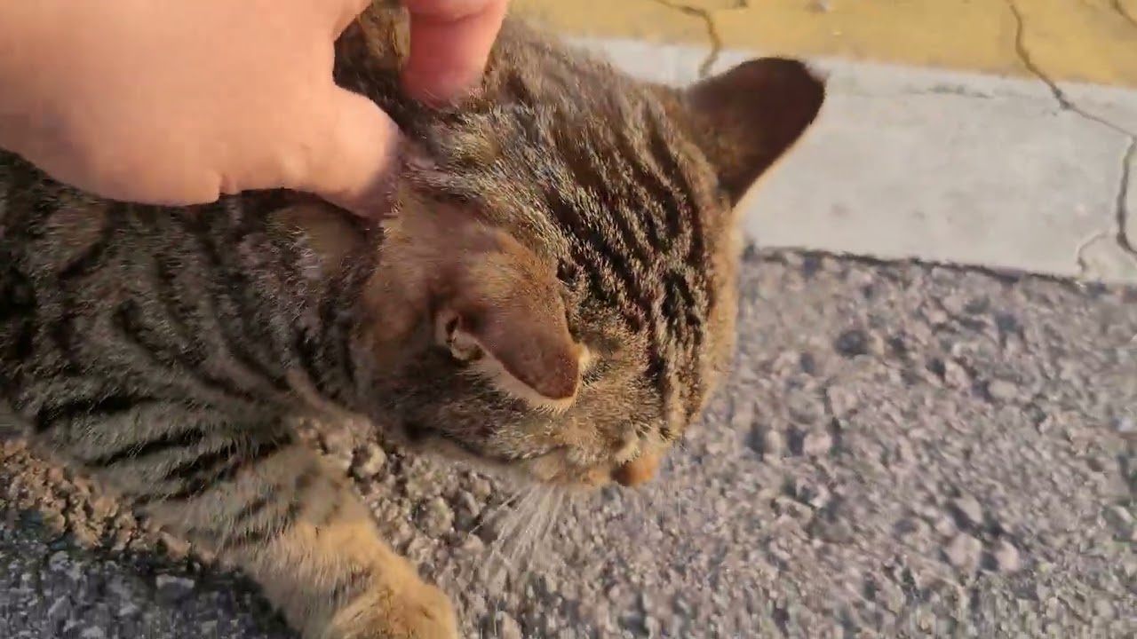 쌤~ 왔어요? 시골학교 냥이 삼총사의 아침마중