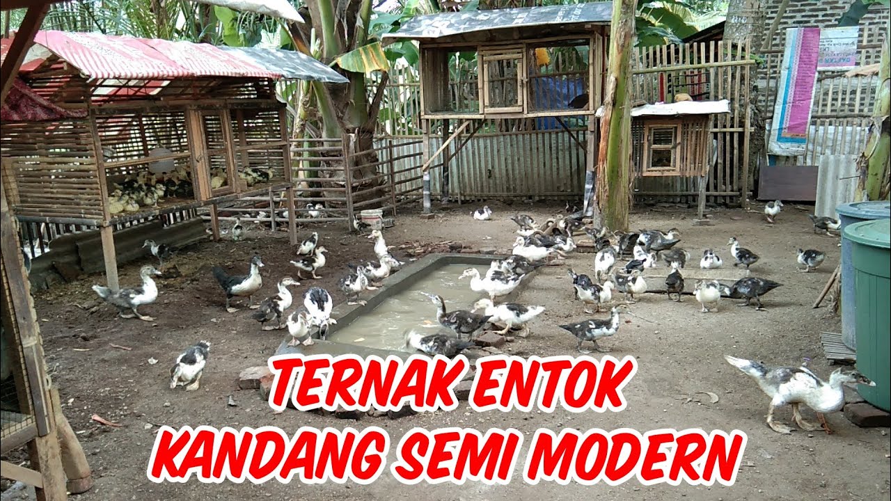 Kandang Entok Semi Modern
