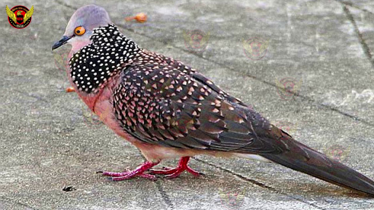 Chim Cu Gáy GÁY GỌI 3 HẬU ĐẶC BIỆT kích bổi điên máu | tiếng chim cu gáy mồi chuẩn,chim cu đất  gáy