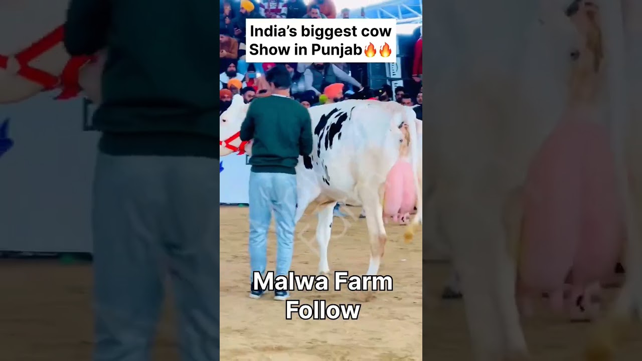 #india #number #one show in punjab follow malwa farm #best cow #shorts