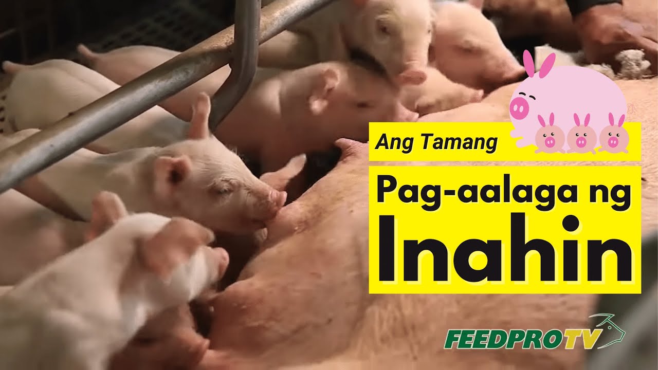 Alamin ang Tamang Pag-aalaga ng Inahin