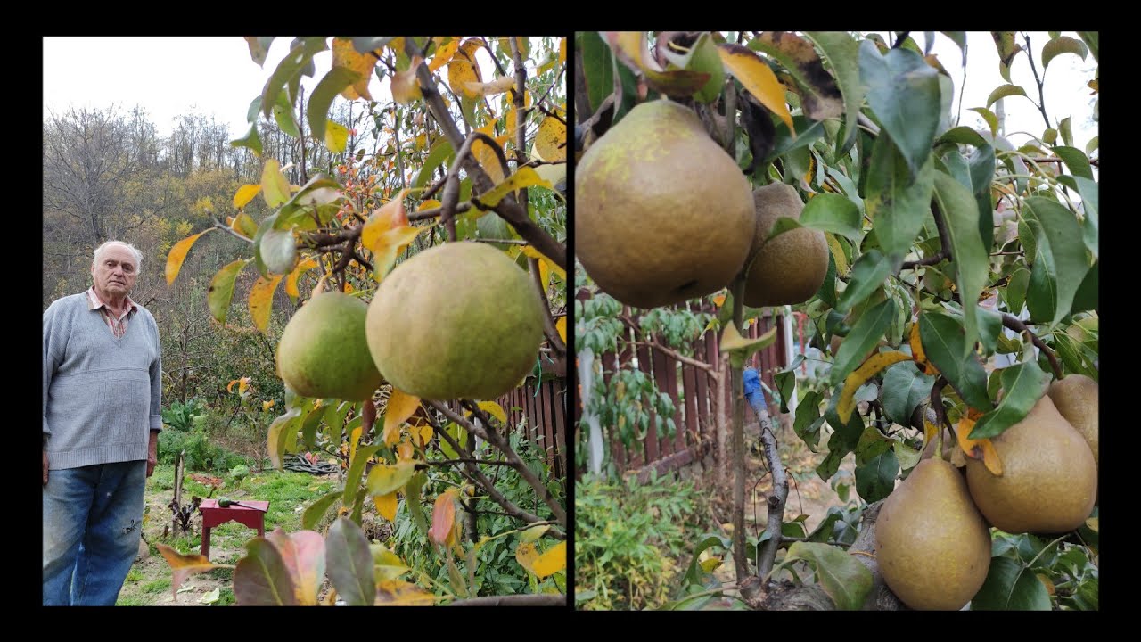 Pere de iarna soiurile Winter Neliss,Passe Crassane ,mere Ariane,, Mutzu șiun măr ionatan de 100ani🍎
