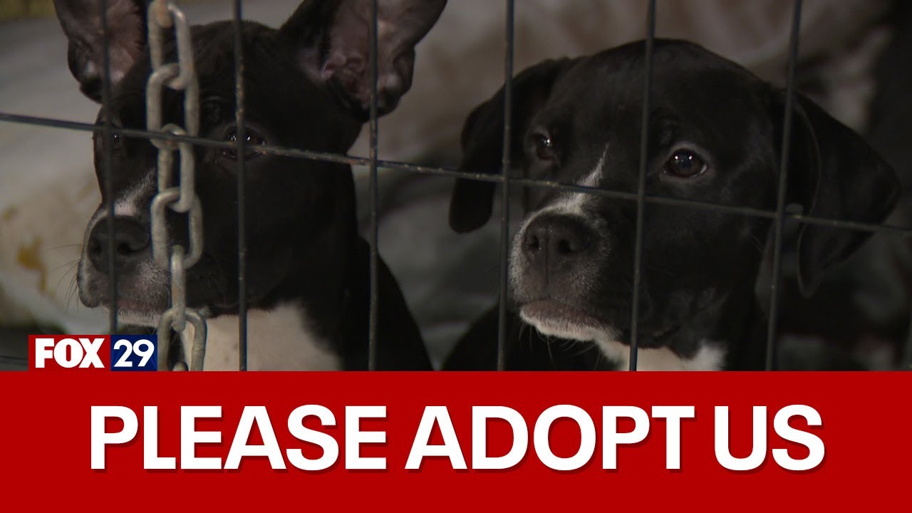 Philly shelter forced to put animals down if they are not adopted soon