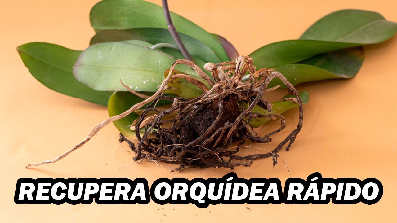 COMO ENRAIZAR UMA ORQUIDEA SEM RAIZ MUITO RÁPIDO