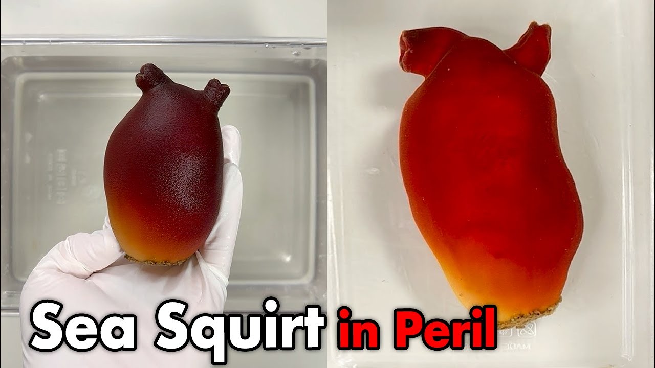 Climate Change Is Putting Sea Squirts in Danger&hellip;