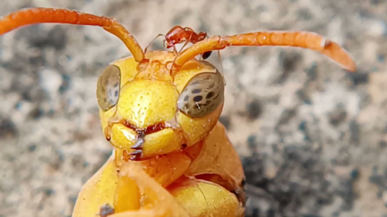 Flowers Insects Cinematic Shot By Prince Gupta
