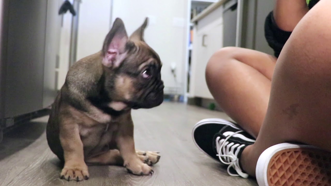 10 WEEK OLD FRENCHIE LEARNS TO SIT IN 20 MINUTES