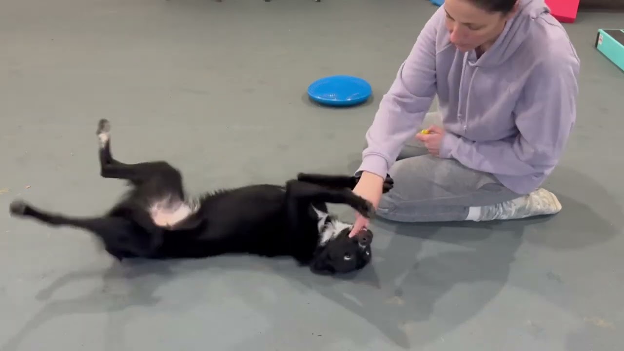 Teaching Roll Over and Play Dead