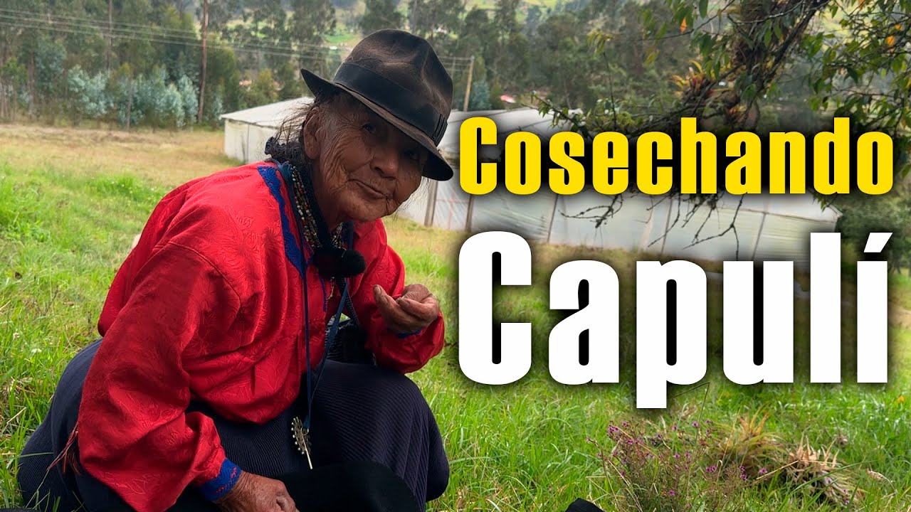 Cosechando Capulí con mi Abuelita