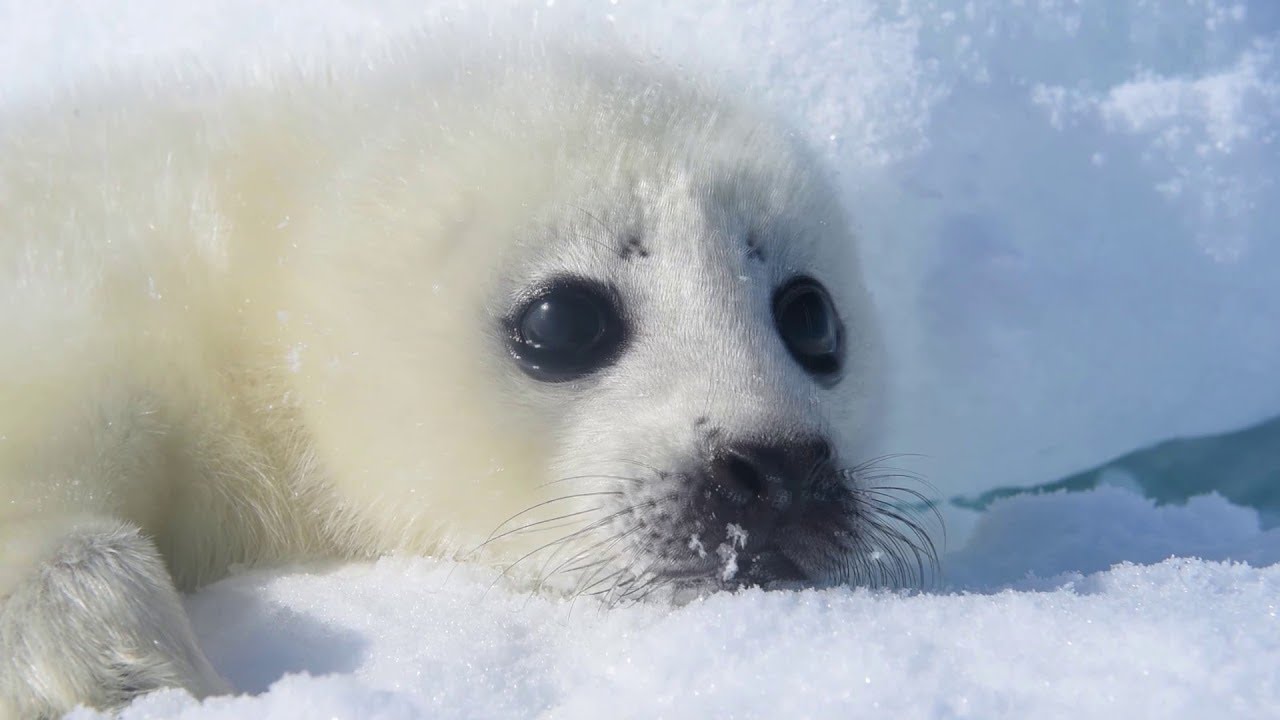 Precious Harp Seal Pup Relaxes in the Snow || ViralHog