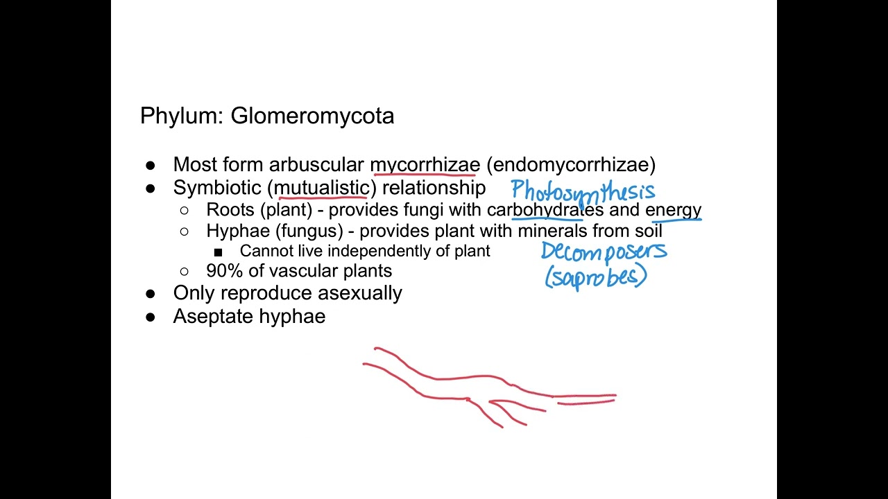 Fungi - Glomeromycota and Chytridiomycota