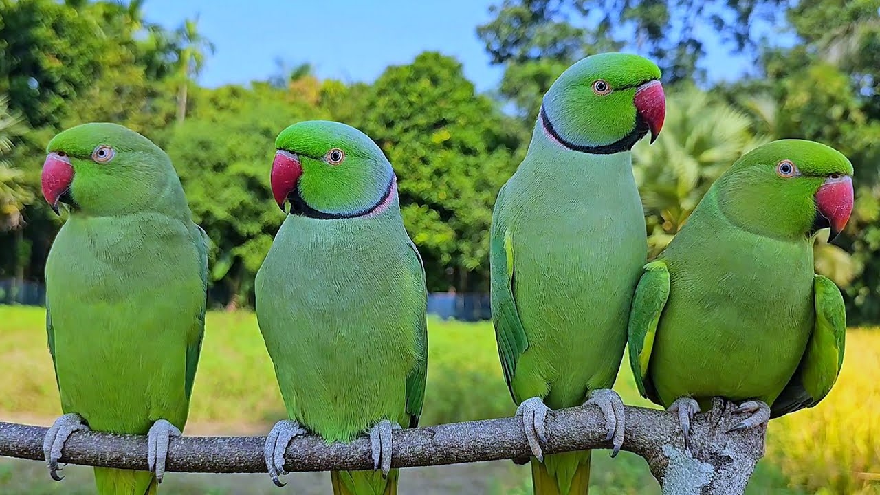 Green Ringneck Parrot Natural Sounds