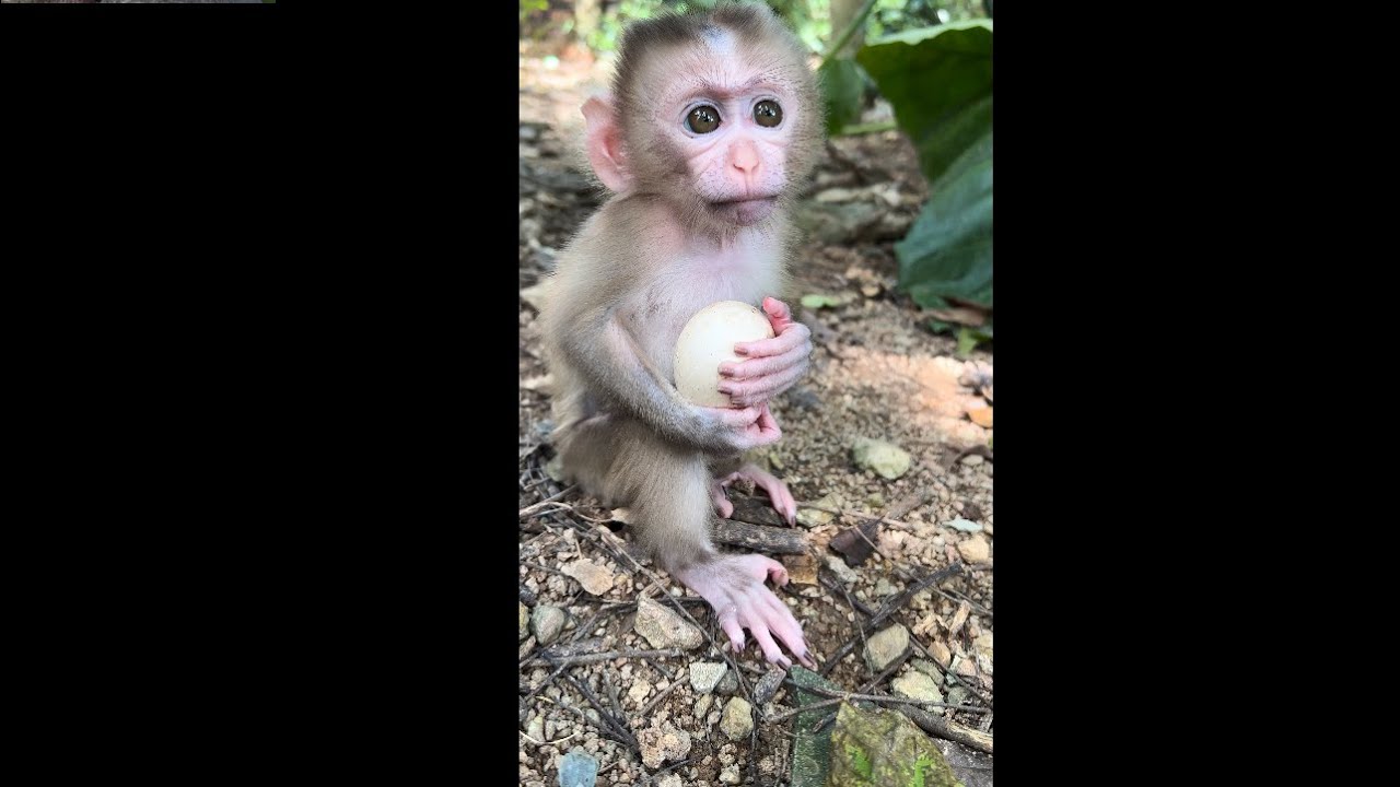 the monkey is playing by itself 🐒