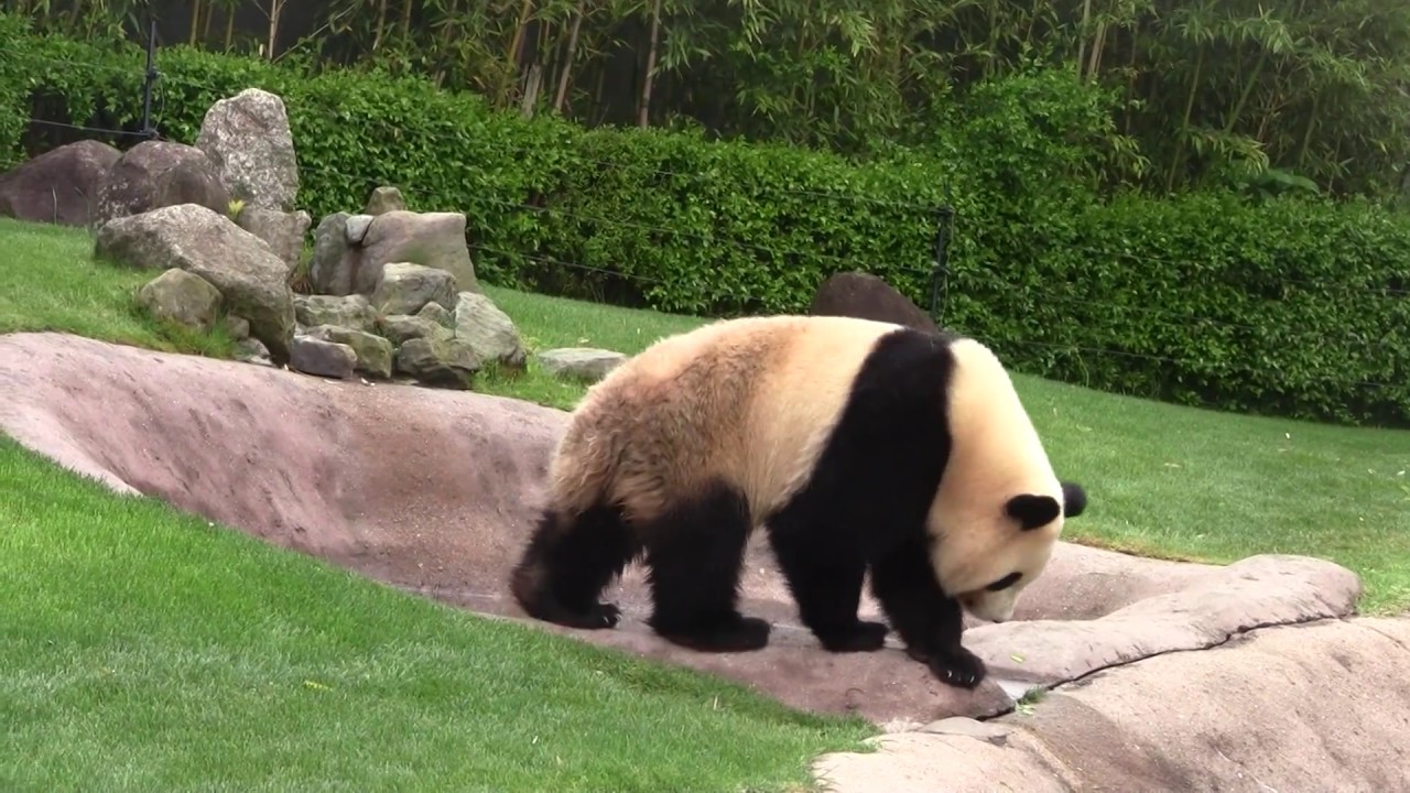 #1-10 May 2017 Ouhin at Adventure world, Japan