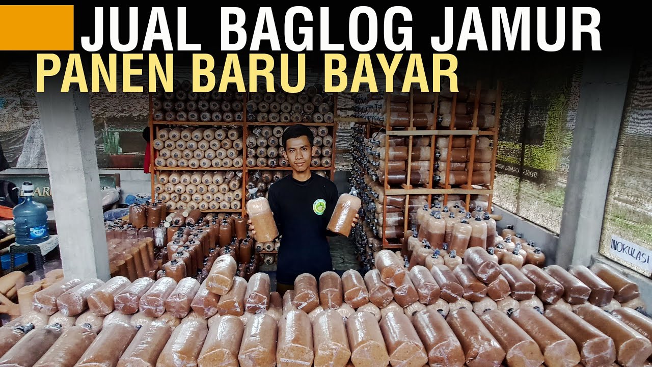 SUKSES PRODUKSI BAGLOG JAMUR, BANGUN KEMITRAAN YANG TIDAK BIASA