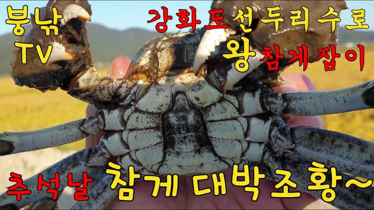 참게낚시 100마리 도전❤ 강화도 선두리수로 참게가 주렁주렁 나옵니다!!