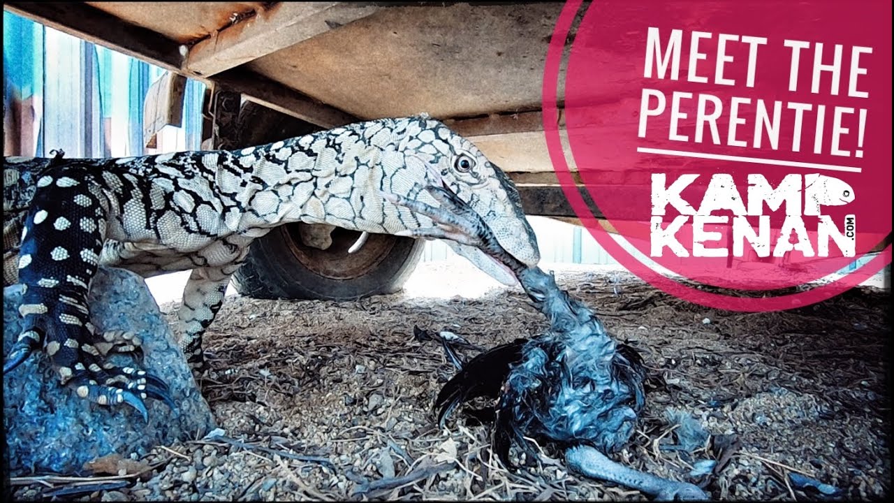 Feeding Australia's Largest Lizard