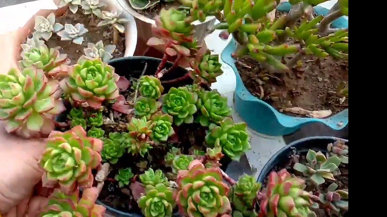 सब्सक्राइबर की डिमांड पर यह वीडियो बनानी पड़ी/succullent plant@Aaradhya garden tips