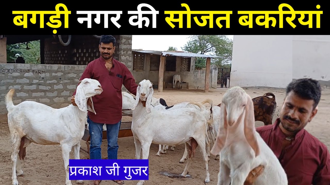 6350068226बगड़ी नगर की प्योर सोजत बकरियां | प्रकाश जी गुजर बगड़ी वाले | सोजत नस्ल | सोजत गोट फॉर्म |
