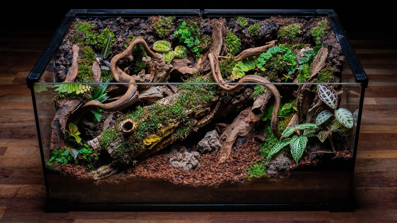Making a Fallen Tree Vivarium 🌿