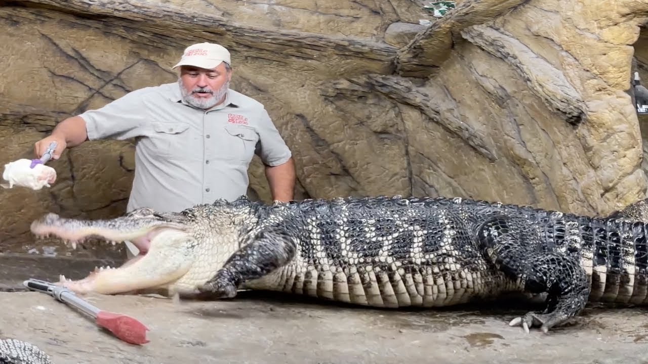 Аллигатор выходит из-под контроля 🐊