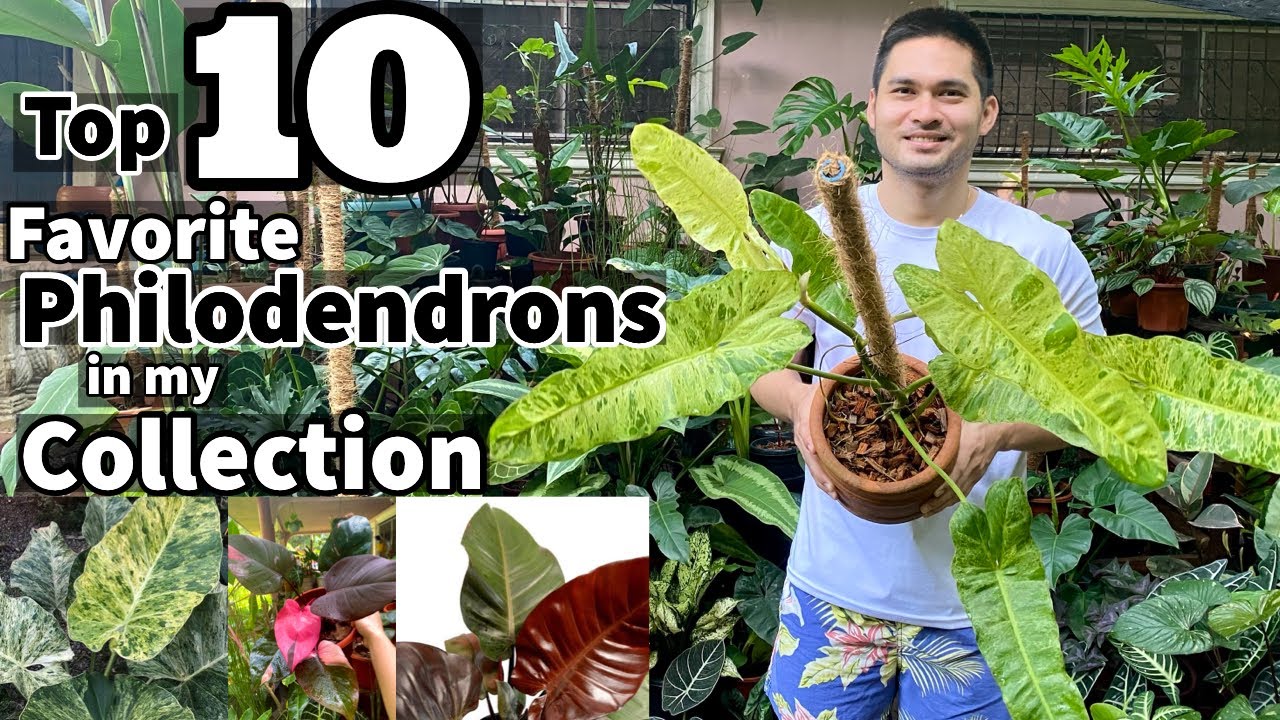 TOP 10 FAVORITE PHILODENDRONS IN MY COLLECTION | PHILODENDRON COLLECTION