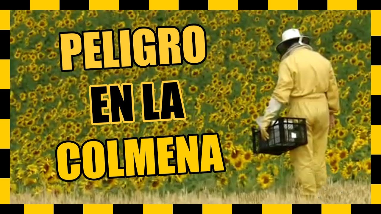 ⚠️🐝 PELIGRO en la colmena. ¿Por qué se MUEREN las ABEJAS? - Abejas del Pino