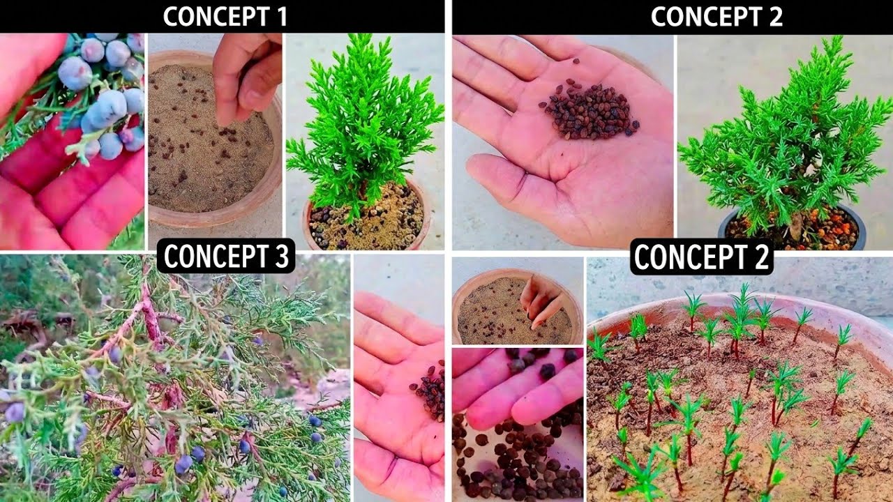 Very Easy To Grow Juniper Tree From Berry |  Growing Juniper Berry