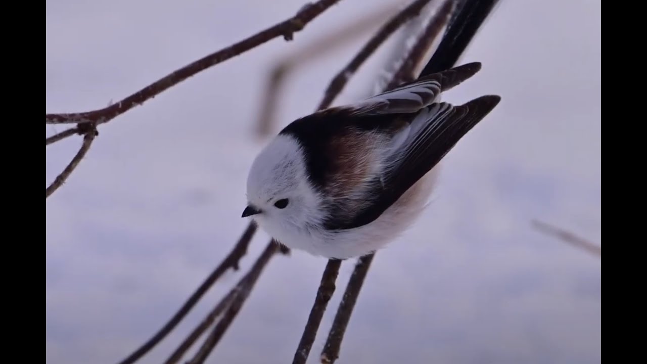 エサ場のシマエナガちゃん 第三弾　(番外編)