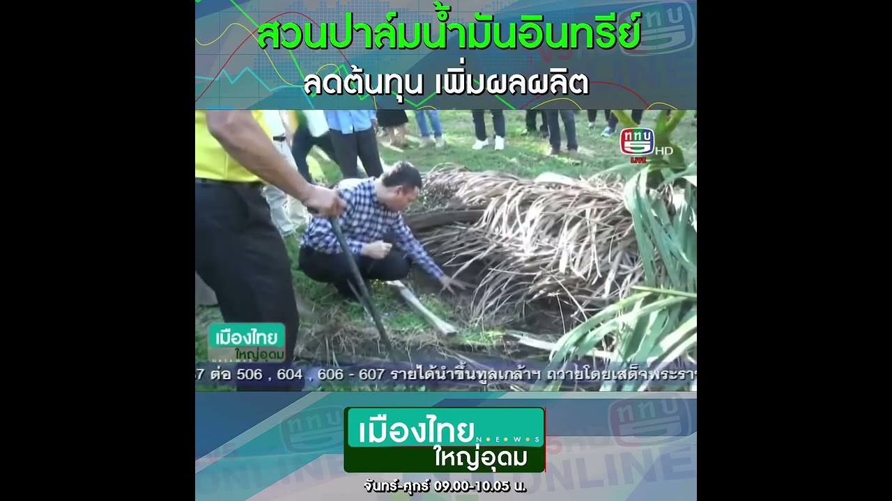 สวนปาล์มน้ำมันอินทรีย์ลดต้นทุน เพิ่มผลผลิต จังหวัดสุราษฎร์ธานี