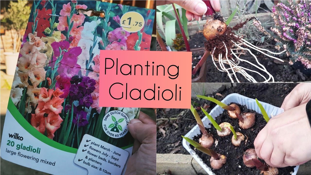Gladioli Edition: Starting Gladioli Indoors for Earlier Blooms & Planting Outdoors - UK 🇬🇧