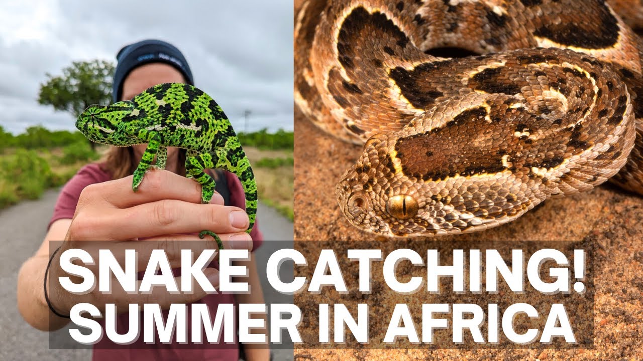 SNAKE CATCHING IN SOUTH AFRICA! PUFF ADDER AND MORE