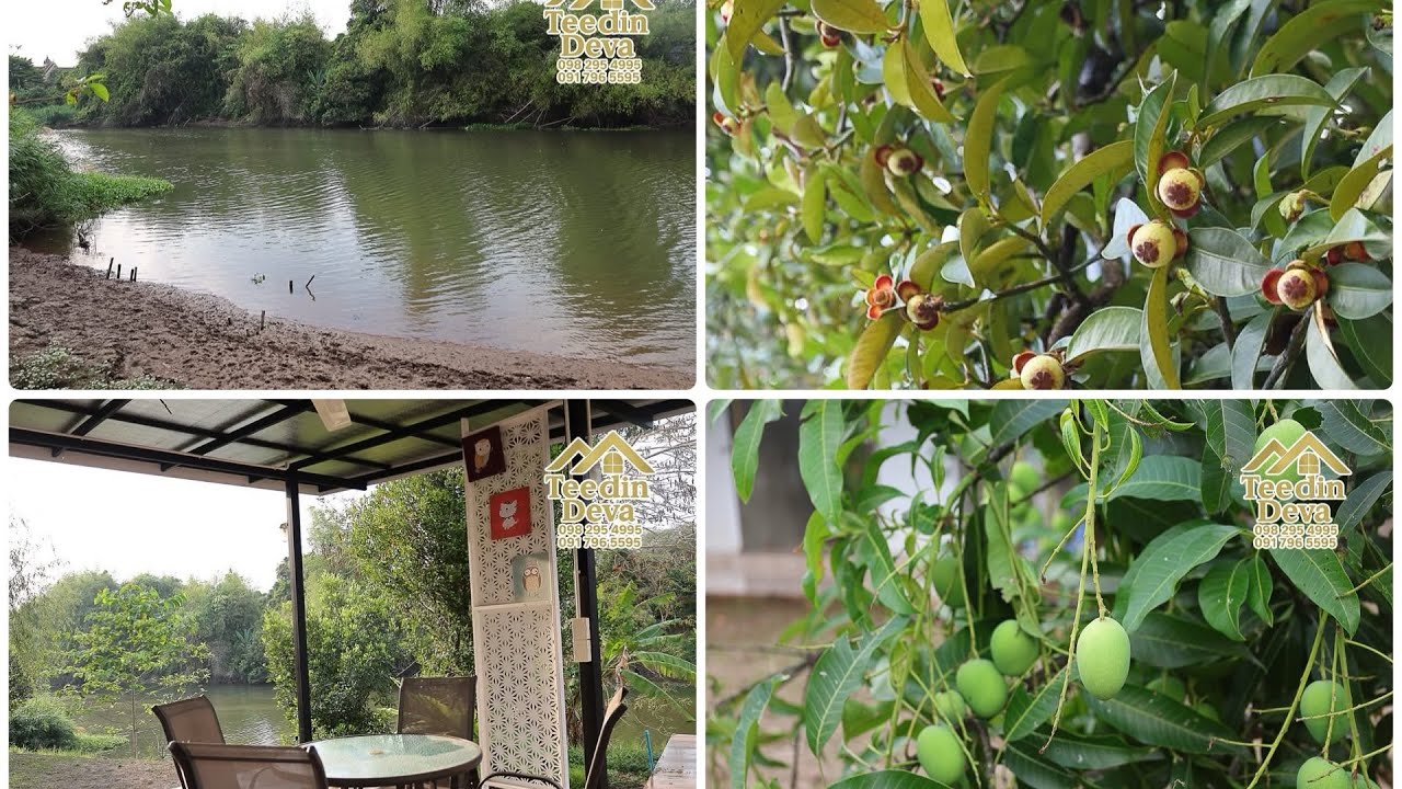 ที่ดินในฝันริมน้ำนครนายก โฉนด1ไร่97ตรว มีผลไม้ หลายอย่าง โดยเฉพาะมะยงชิด ใครหาอยู่ห้ามพลาด