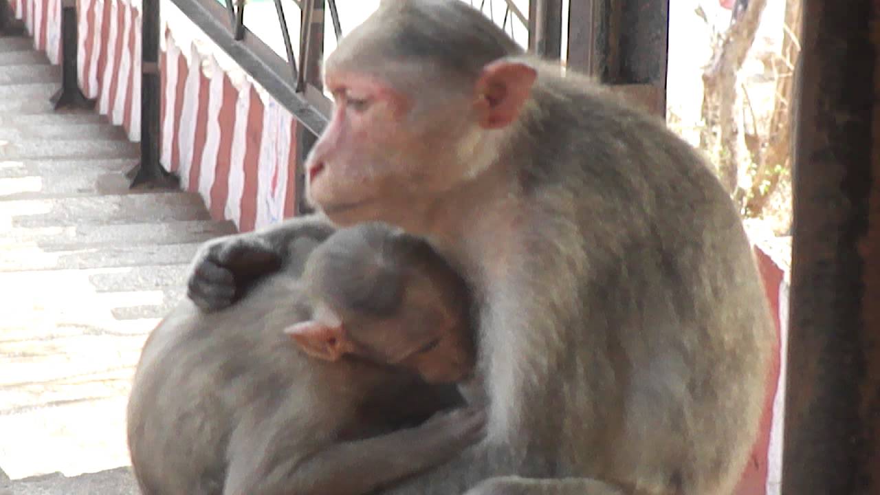 Monkey feeding milk to her baby