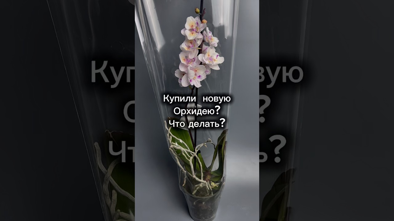 Купили орхидею? Что делать?#фаленопсис #уходзаорхидеями #цветущиеорхидеи #orchid #orchidcare #plants