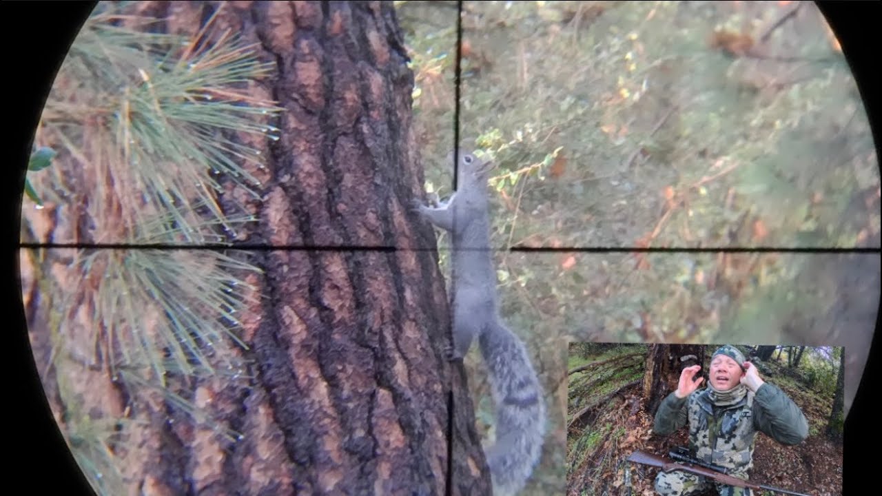 California Gray squirrel. Hunt and cook. #hmong #hunting #cz457#insta360
