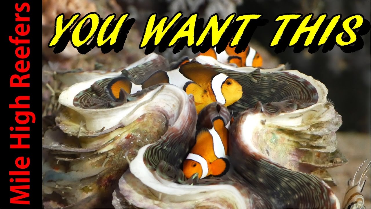 Why You Need a Clam in A Reef Tank