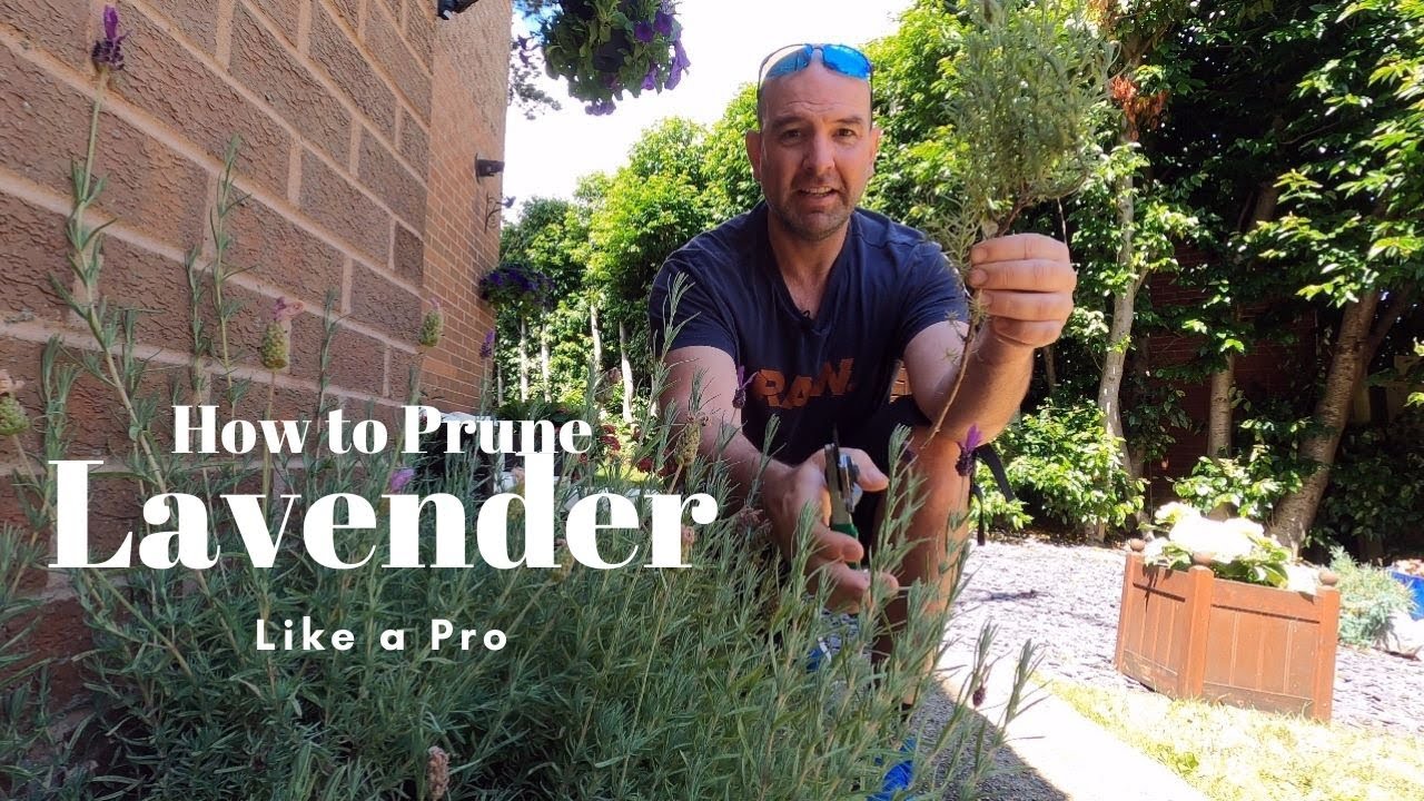 How and When to Prune Lavender [Pro Secrets Revealed]