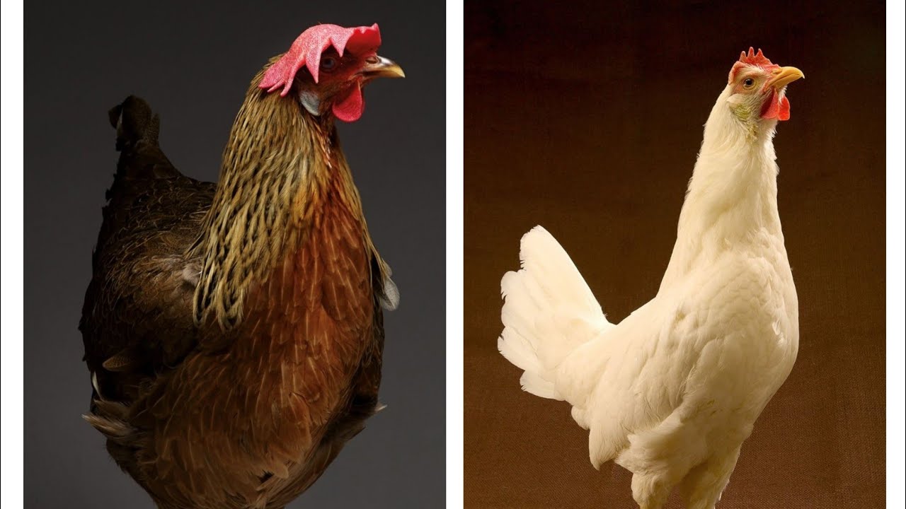 leghorn ili Talijanska jarebica..koju rasu koka odabrati. Karakteristike!