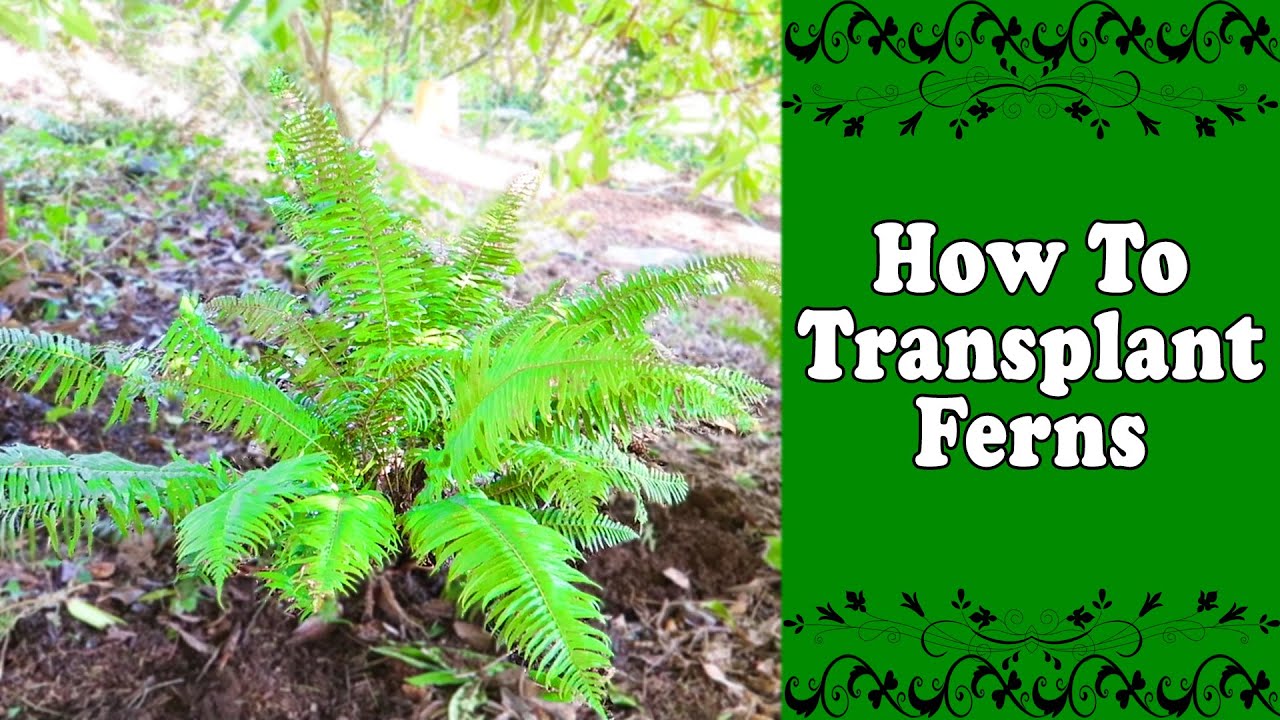 How To Transplant Ferns : Digging Them Up and Planting Them Again