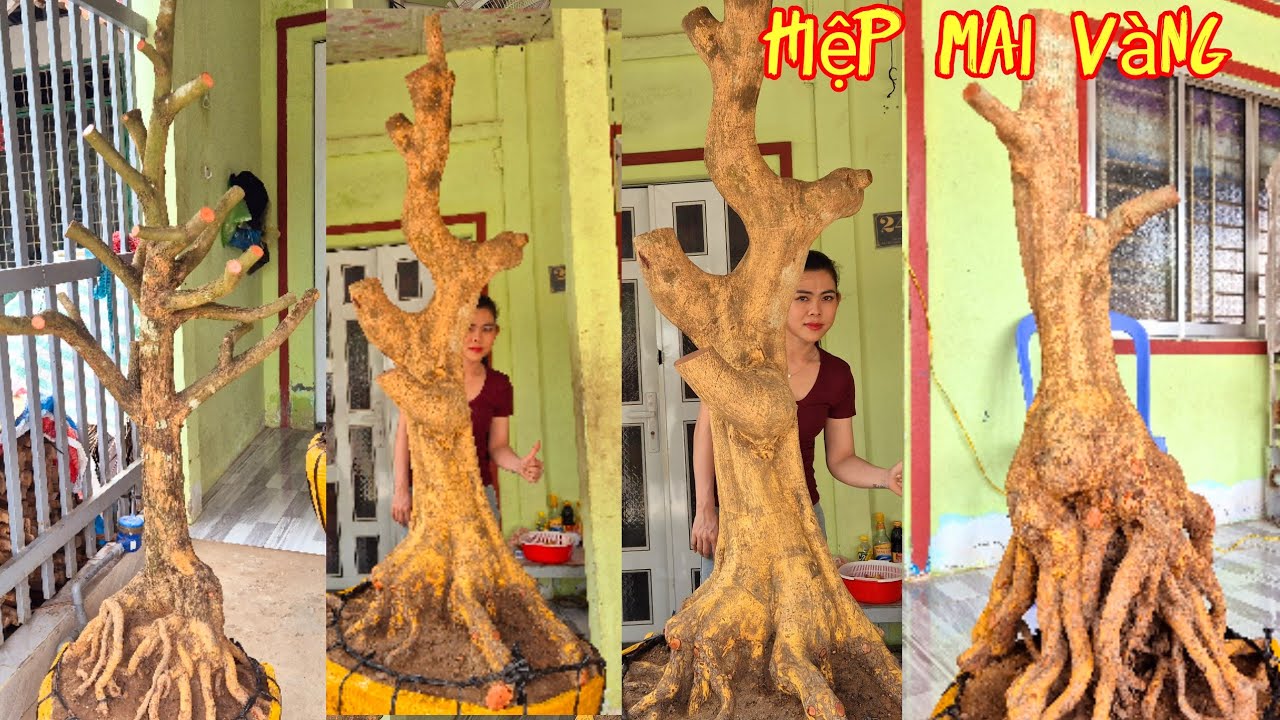 #maivang#maitứquý 18/3 lh0939860078 huyền