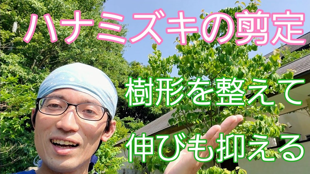 【ハナミズキの剪定】樹形を整えて、枝の伸びを抑える手入れ🌳👀