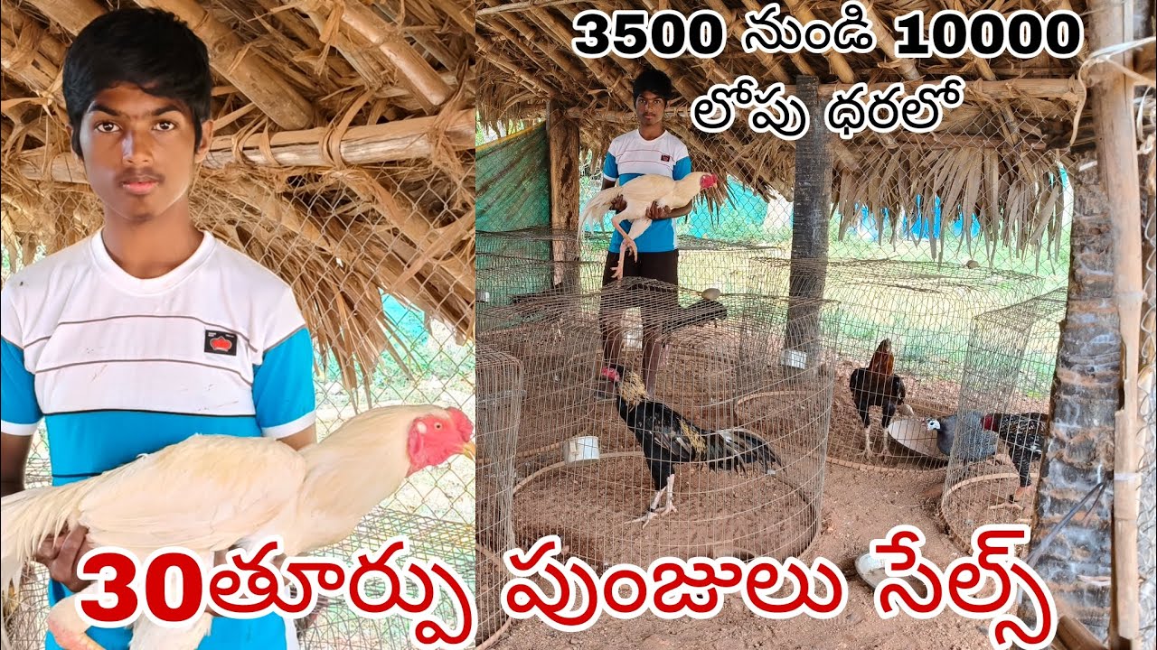 9666738558 rajamundry 1/1/2025 తూర్పు కోళ్ళు