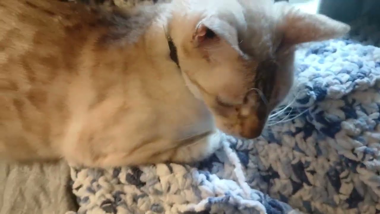 Morning of Cute Cats Still a bit sick lol